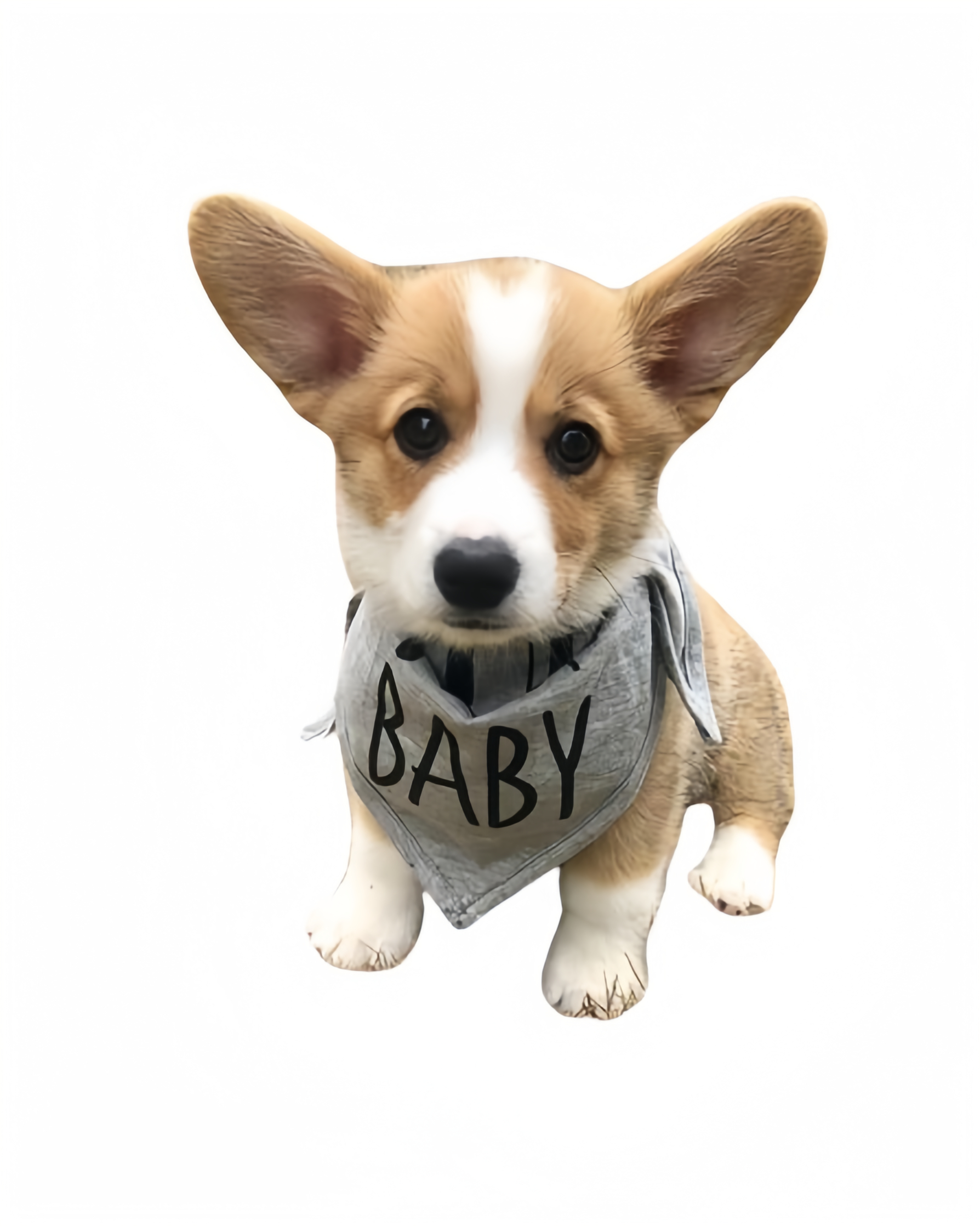 小狗证件照🐾 