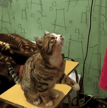 猫猫：快点撸我啊 