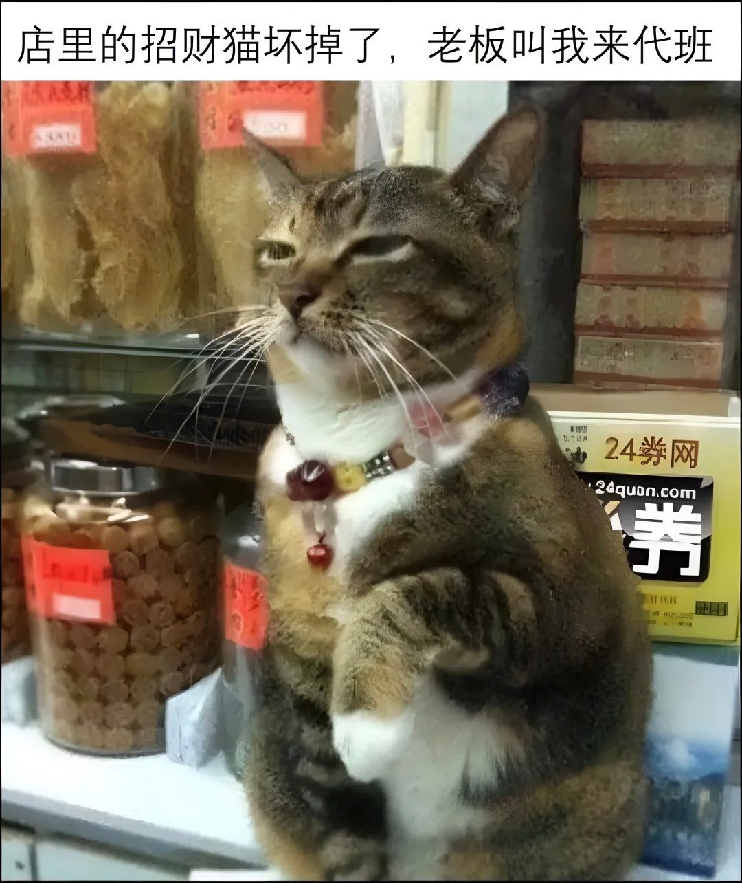 😾：你不好！很不高兴为您服务！😤memes ​​​