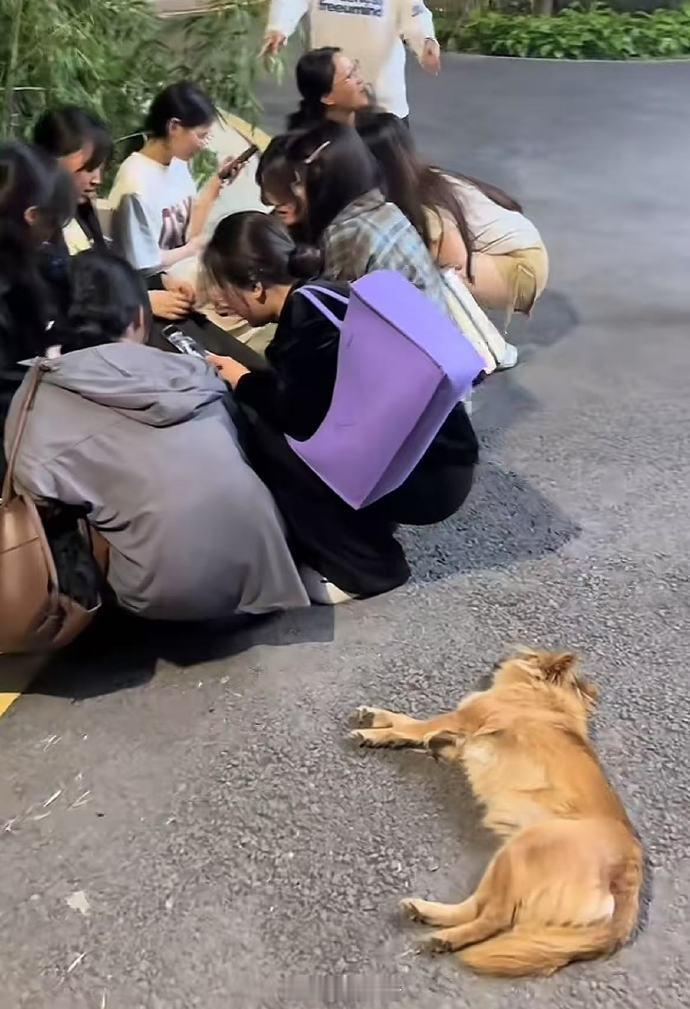 看似睡着了，实际上是没招了哈哈哈哈属于狗学长的时代落幕了 ​​​