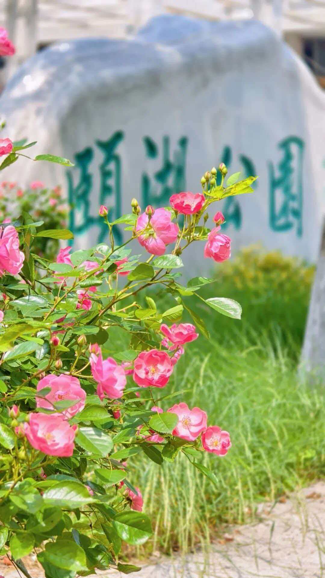 武汉江岸区街头已被花花“包围”，速来打卡!拍了拍武汉武汉五一再登央视 （来源：大