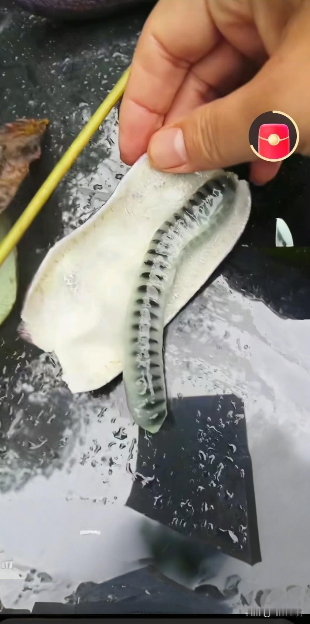 你们有见过这果子吗？乍一看是不是晶莹剔透的，像极了在爬的虫子？
他是生长在高海拔