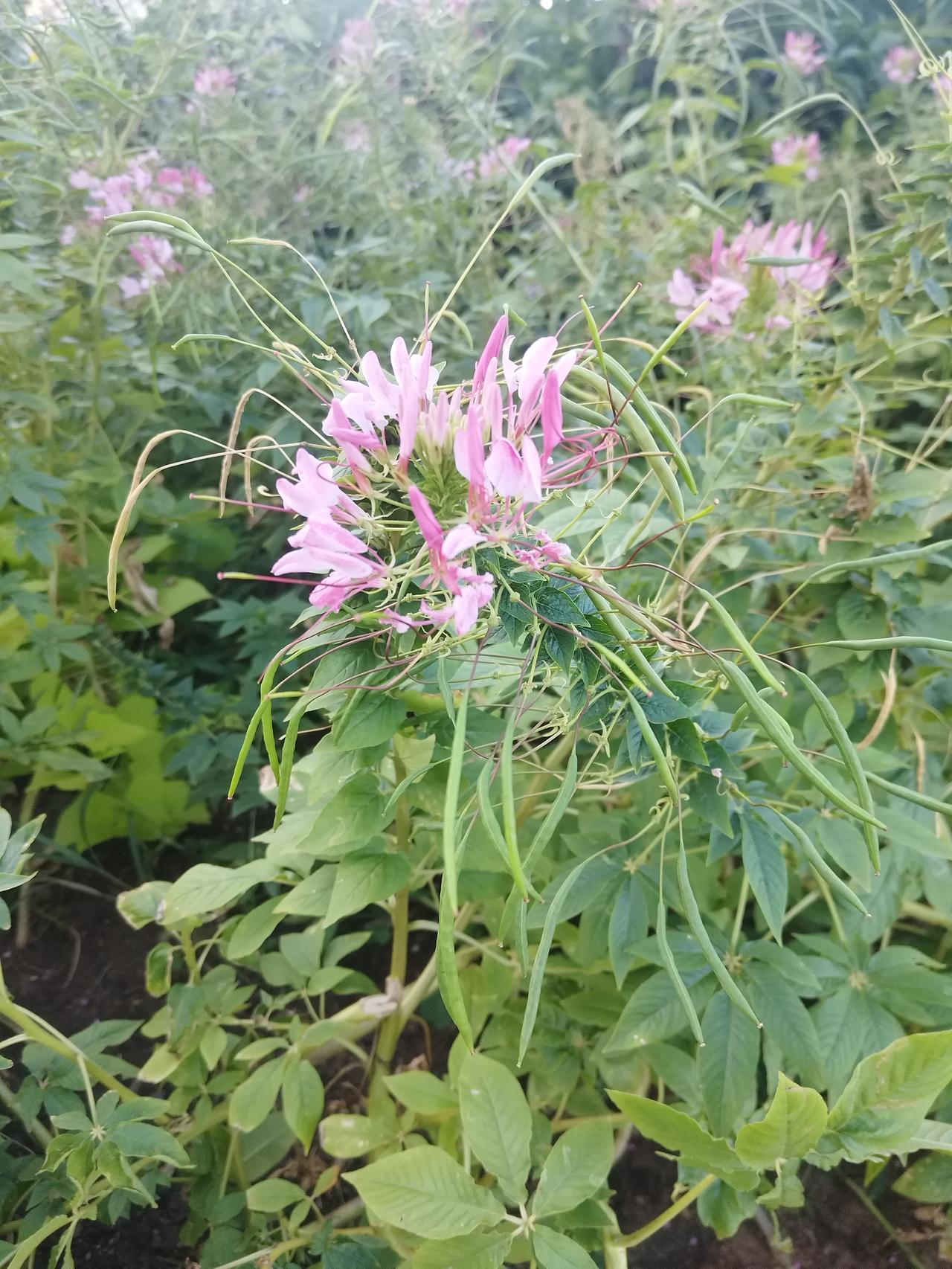 大家更喜欢哪张图片上的花花呢？