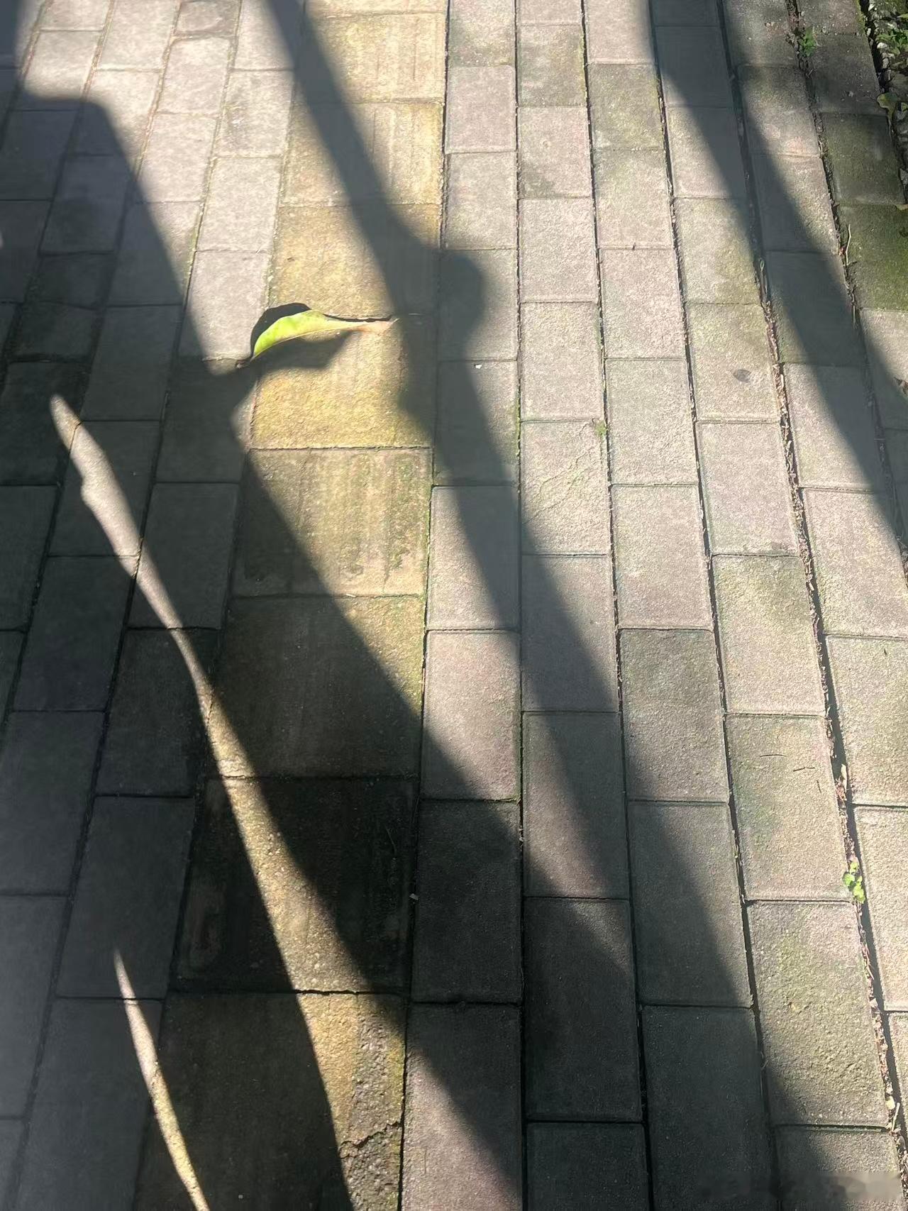 在等车时候看见阳光很好，突然发现那个喜欢和影子玩的小女孩长大了 
