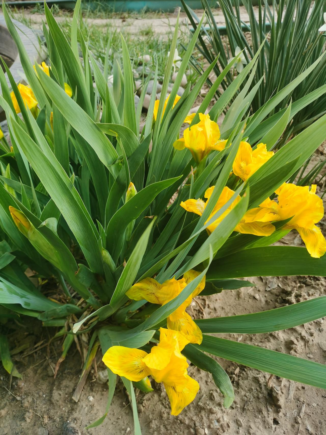 你父亲每一瞬期待和赞许的目光，那危难时刻一次次托举，母亲亲手缝制的衣服，和那些热