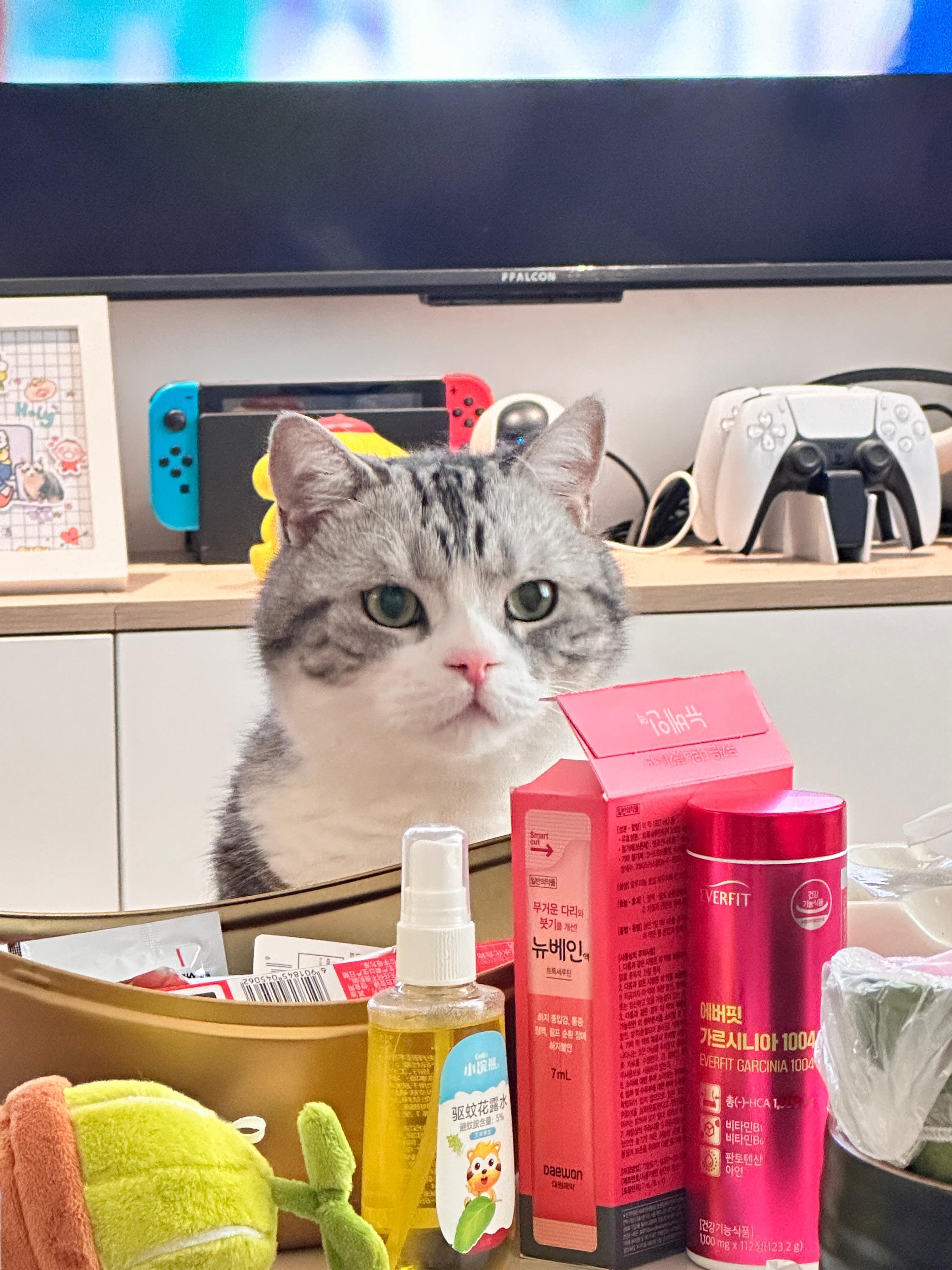 救命🆘 他也太可爱了吧！！！🐱一定要点开live图哈哈哈哈～又快到酥酥生日了