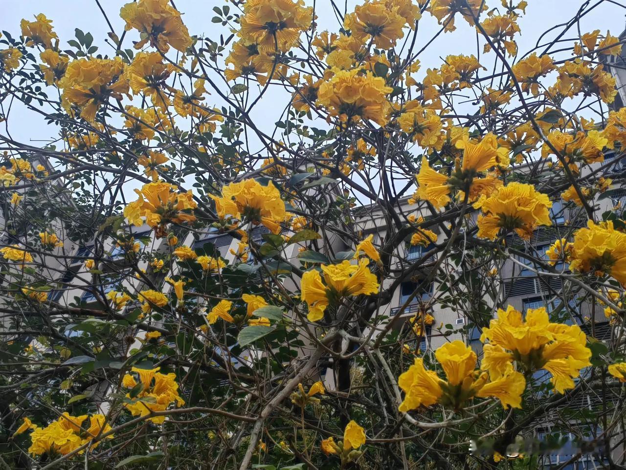 雷州碧桂园北门风铃花已开，等你来赏！
今日的雷州，被撤回的春天便迫不及待地回来了