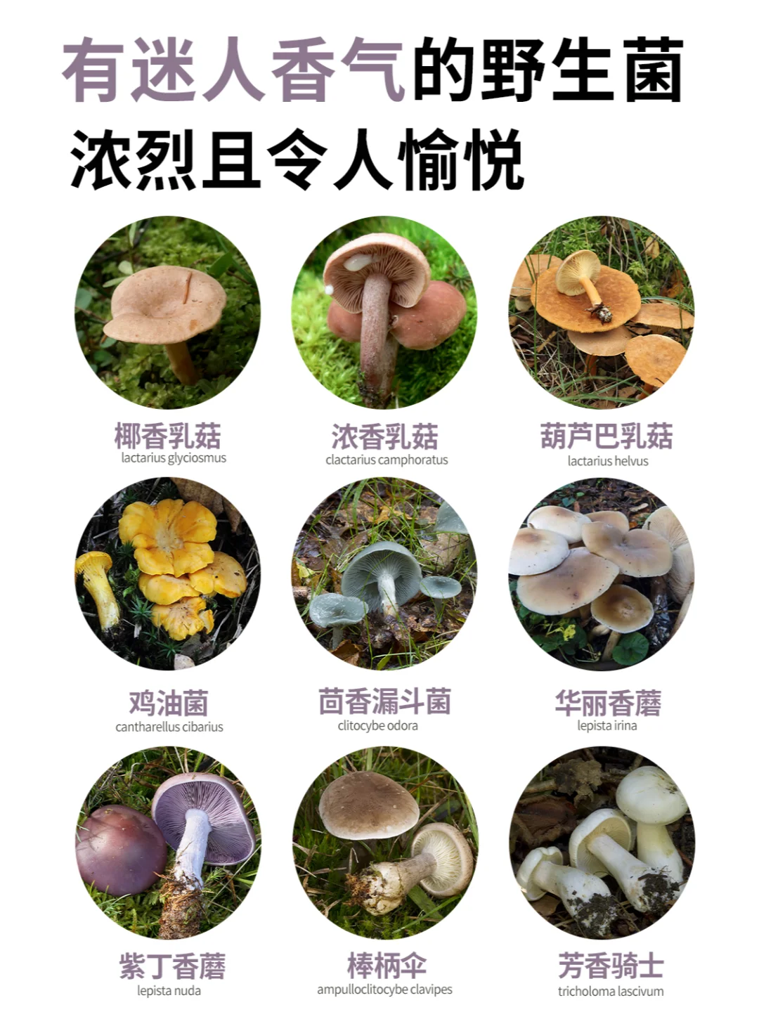 那些有迷人香气的野生菌们，浓烈且让人愉悦