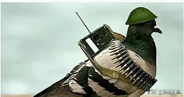 罗布泊一次核试验中，我国放飞50只军鸽，结果只回来45只。科研人员不知道的是，没