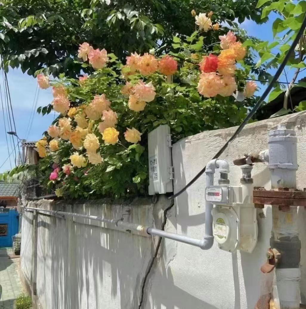 寄居北园三十载，叶落涑水随波流。
​江湖半生方信命，古来为人不自由。
​晚钓老翁