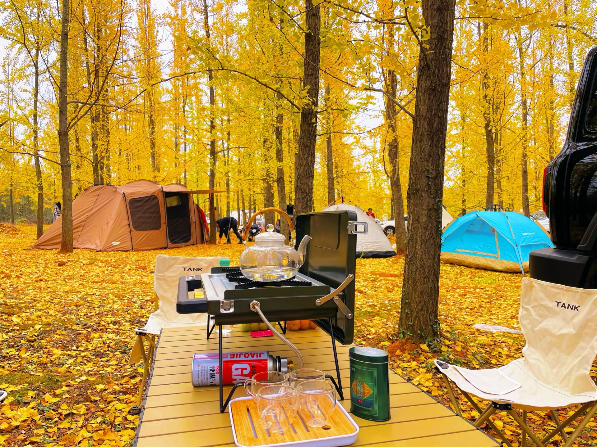 南昌新晋网红银杏树林免费露营地