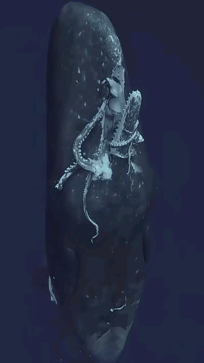 生物学家用水下摄像机拍摄到抹香鲸捕食活体大王酸浆鱿鱼的高清画面！

抹香鲸把活体