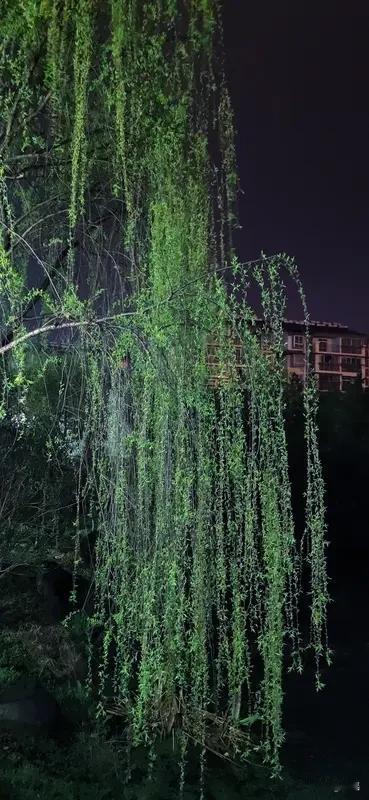 看到“昨夜清风梳绿柳”这句上联，画面感一下就有了，仿佛能看到昨夜轻柔的风，像梳子