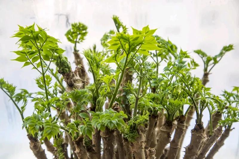 东北加刺老芽，大西北叫乌龙头。不同地方对同一种东西叫法不同还挺有趣的。就像刺老芽