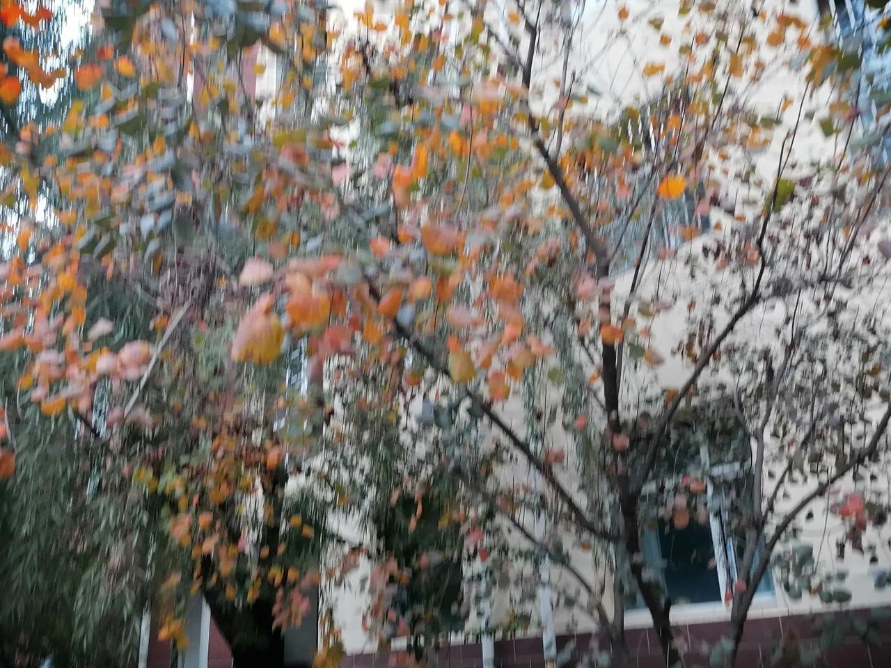 #记录秋日精彩瞬间#楼前的树叶变色了