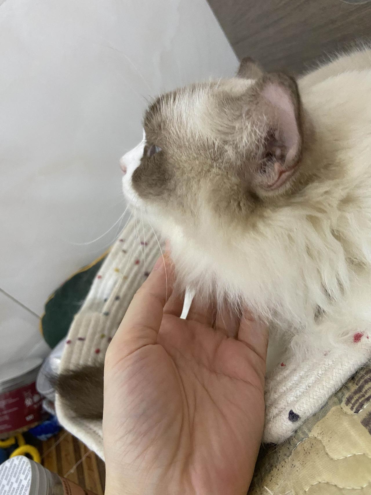 刚来时它最爱往厨房钻，我用了喷雾没用，后来跟它讲过几次就不去了；有回它跳高处把投