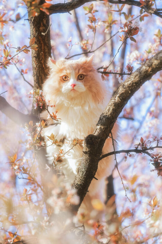 春天是猫做的吧？