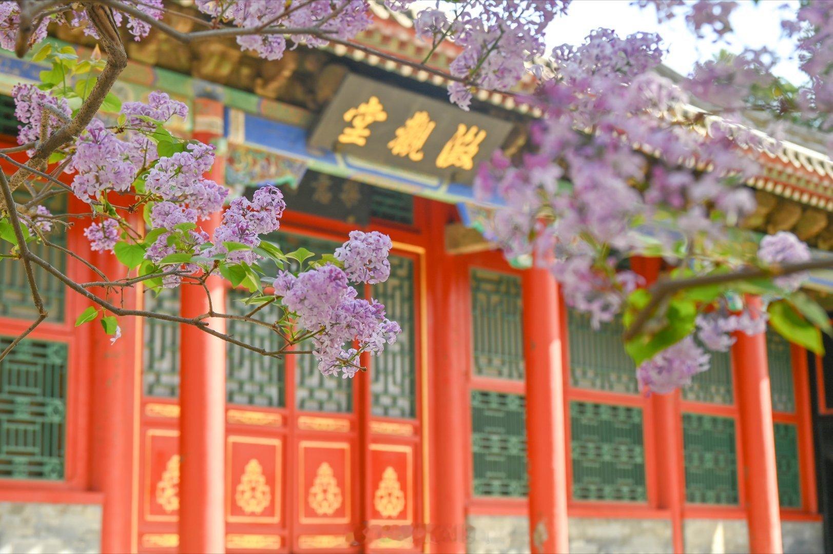 北京北海公园快雪堂，丁香开满，海棠初绽，香气满园。摄影​​​