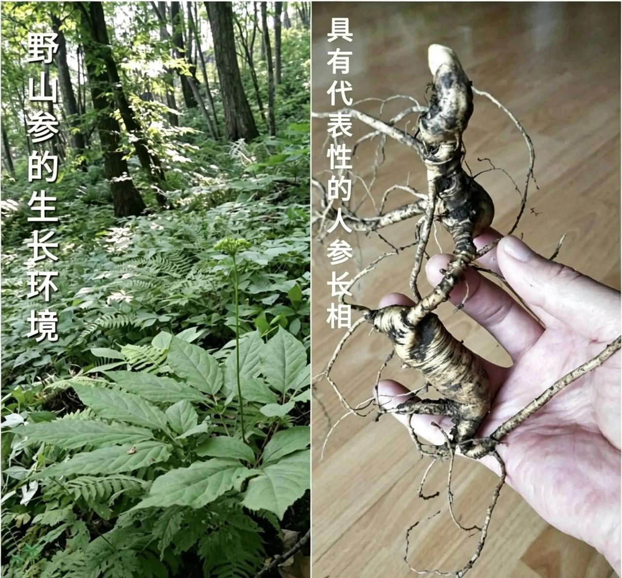 不同人参生长环境图。人参的生长环境