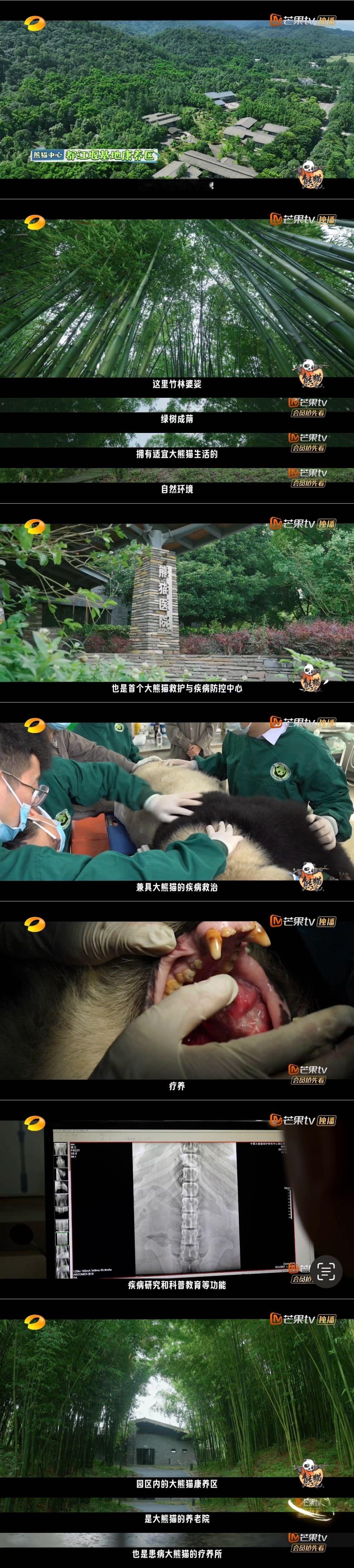 #熊猫一家人这期讲老年大熊猫# 熊猫中心都江堰基地康养区的老年熊猫大部分都患有白
