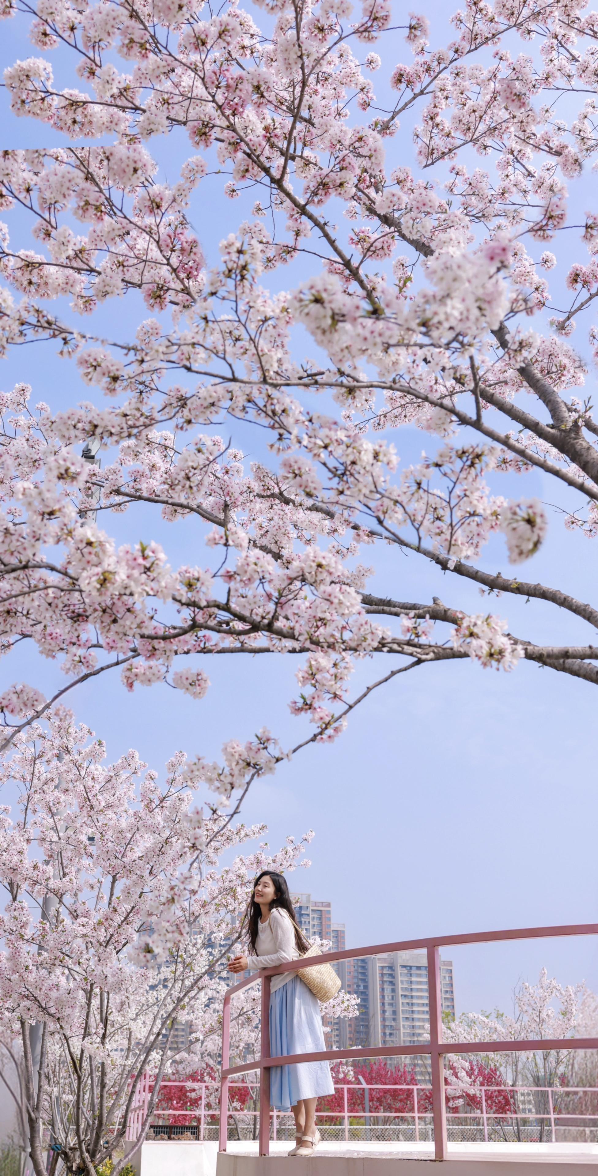 别挤东湖！地铁直达武汉免费赏樱公园🌸。三月的武汉是樱花的浪漫世界 不...