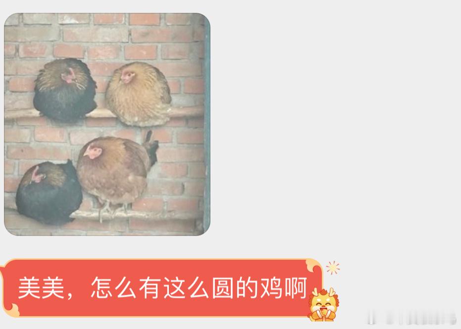 鸡圆巧合罢了！ ​​​