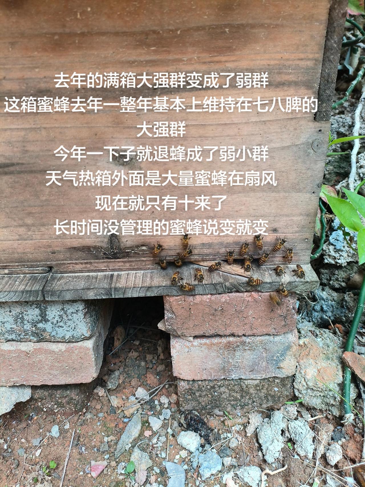 去年的满箱大强群变成了弱群
这箱蜜蜂去年一整年基本上维持在七八脾的大强群
今年一