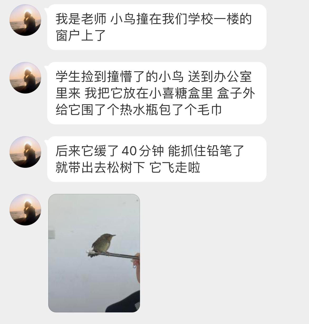 #鸟粉投稿# 撞窗户上的矛斑蝗莺休息一会能握住铅笔✏️了，小鸟已经飞走啦祝它好运