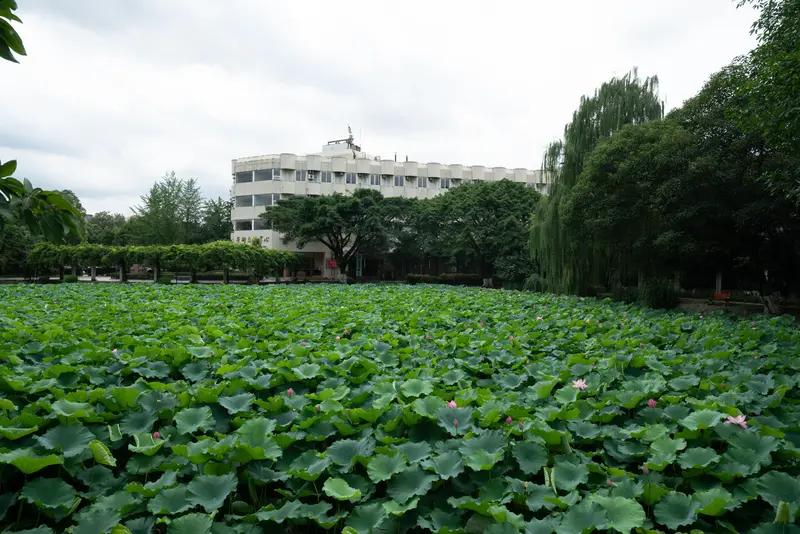 张帆老师独家直播：西南民族大学2025年在陕西省物理类本科批次分专业录取分数曝光