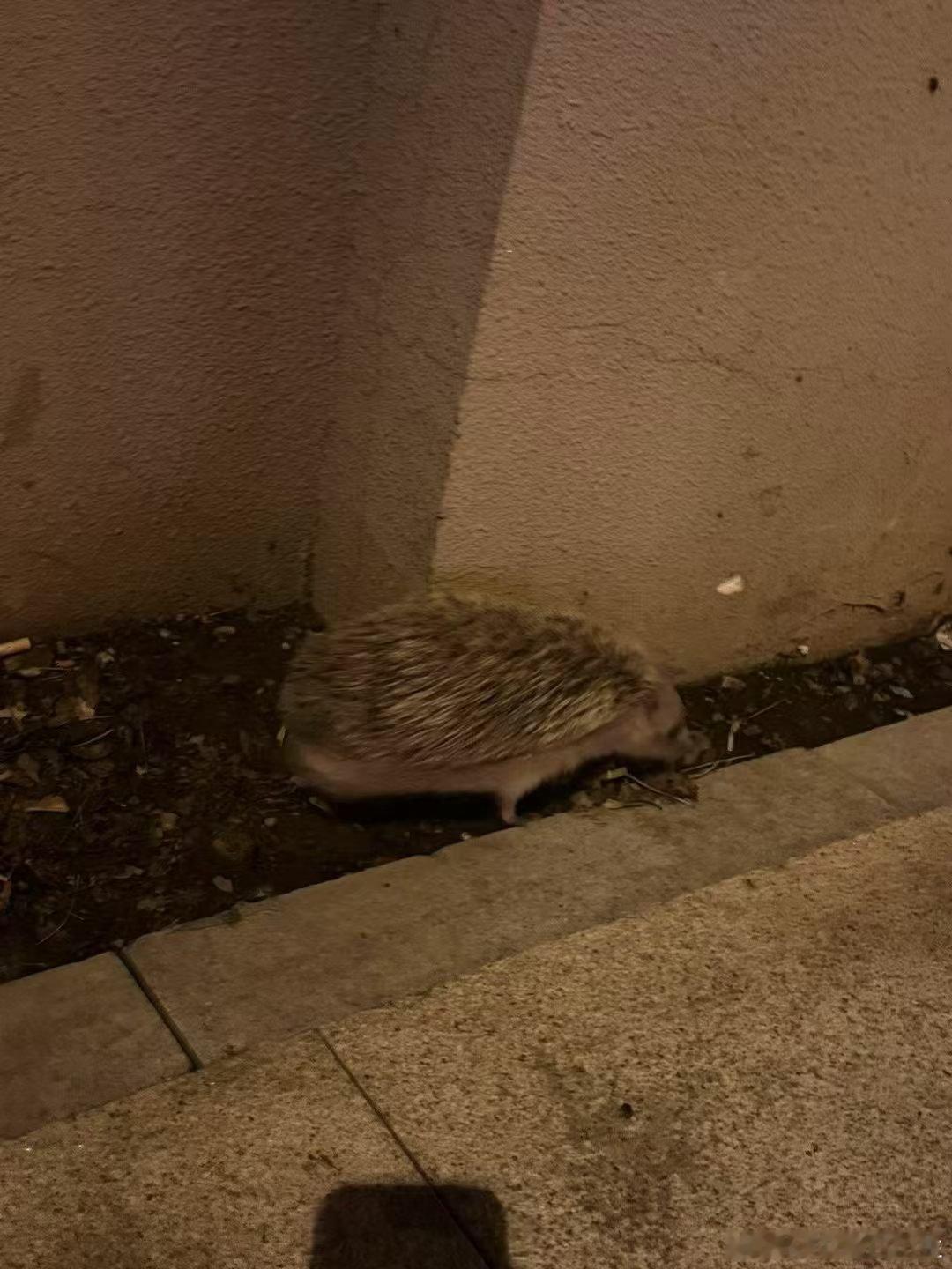 昨天晚上在小区里看到一只小刺猬，小小的一团，软软的又小心翼翼 