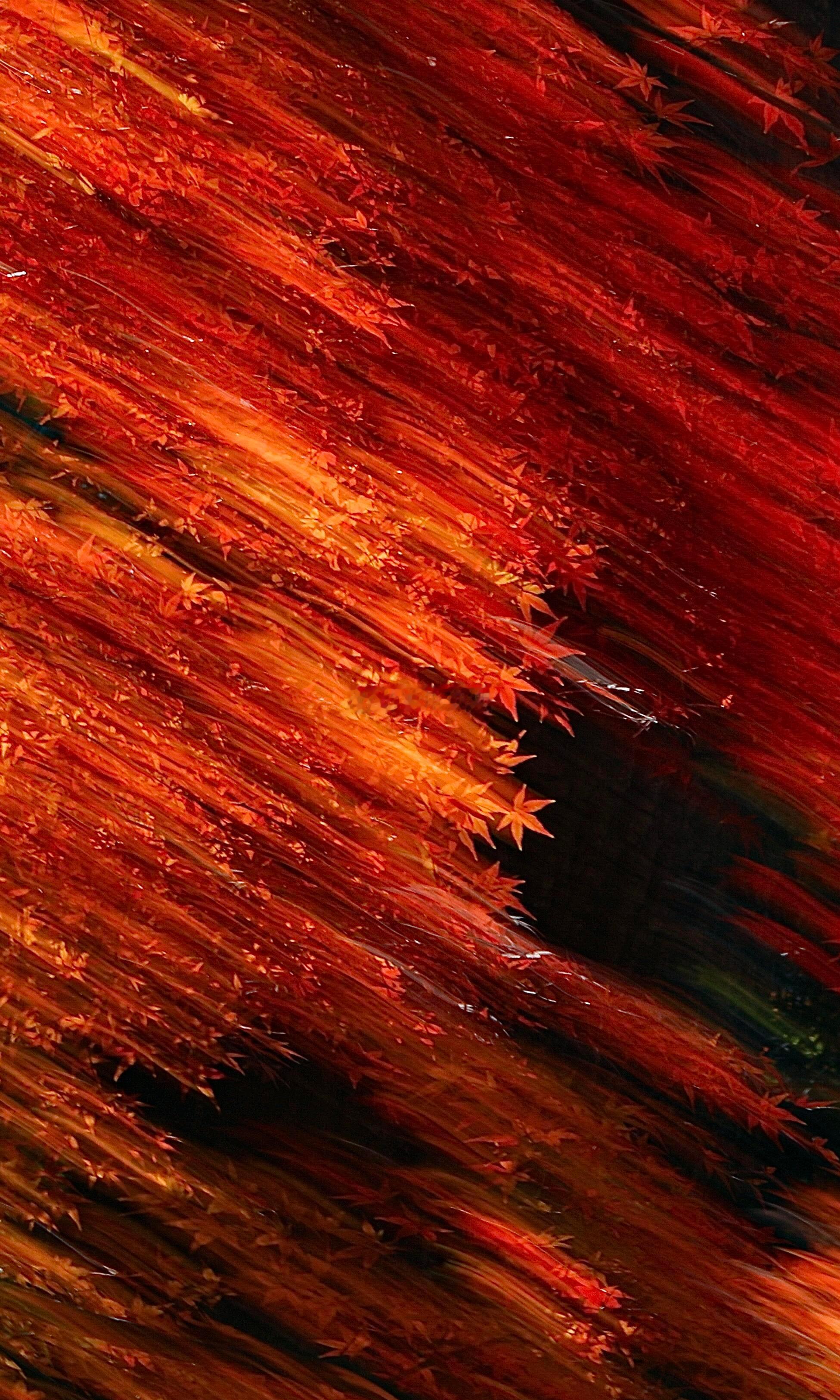 枫叶是追赶四季的星星这就是星星池吗 