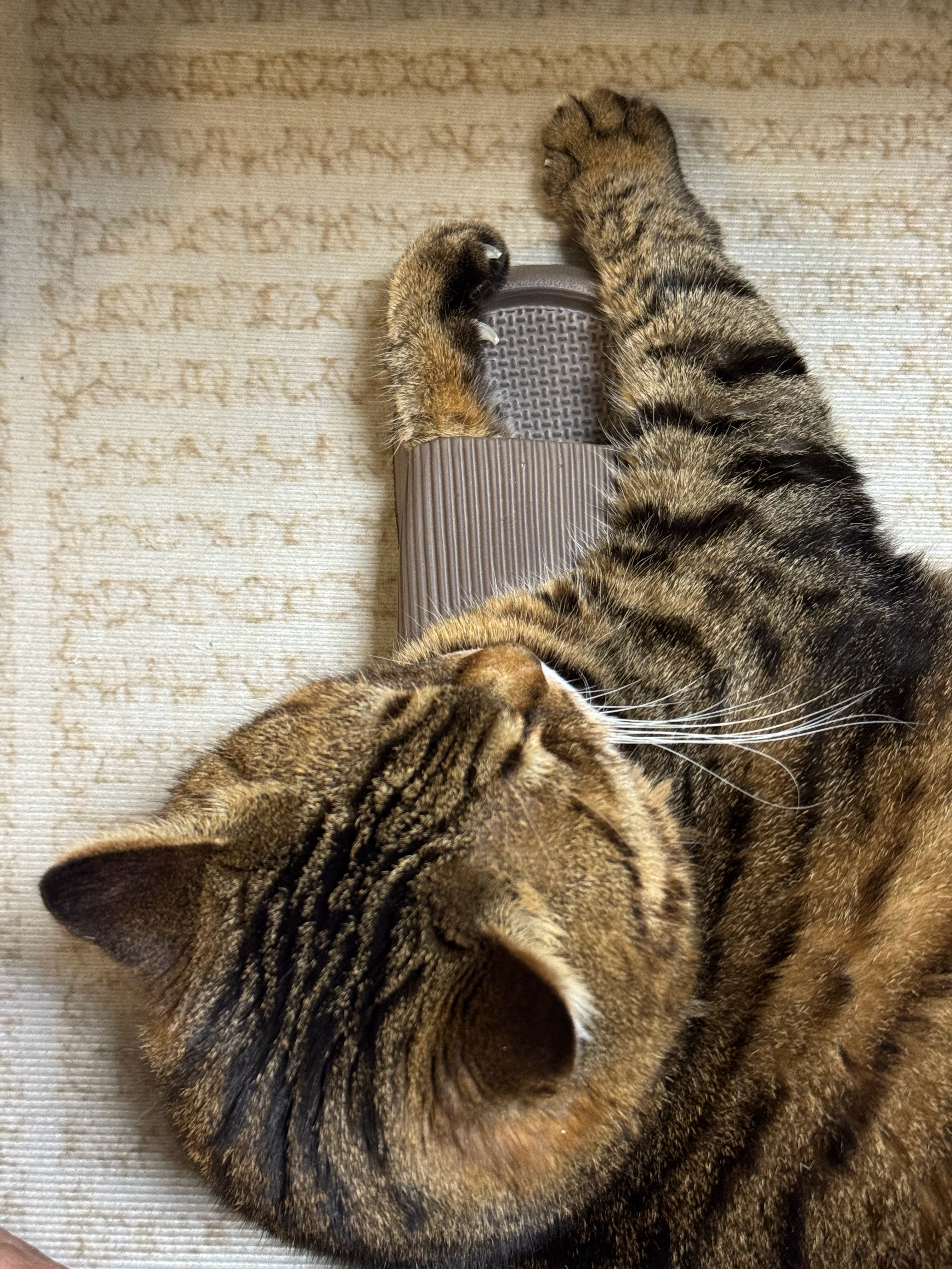 2026有个快乐的开始～我的日常plog