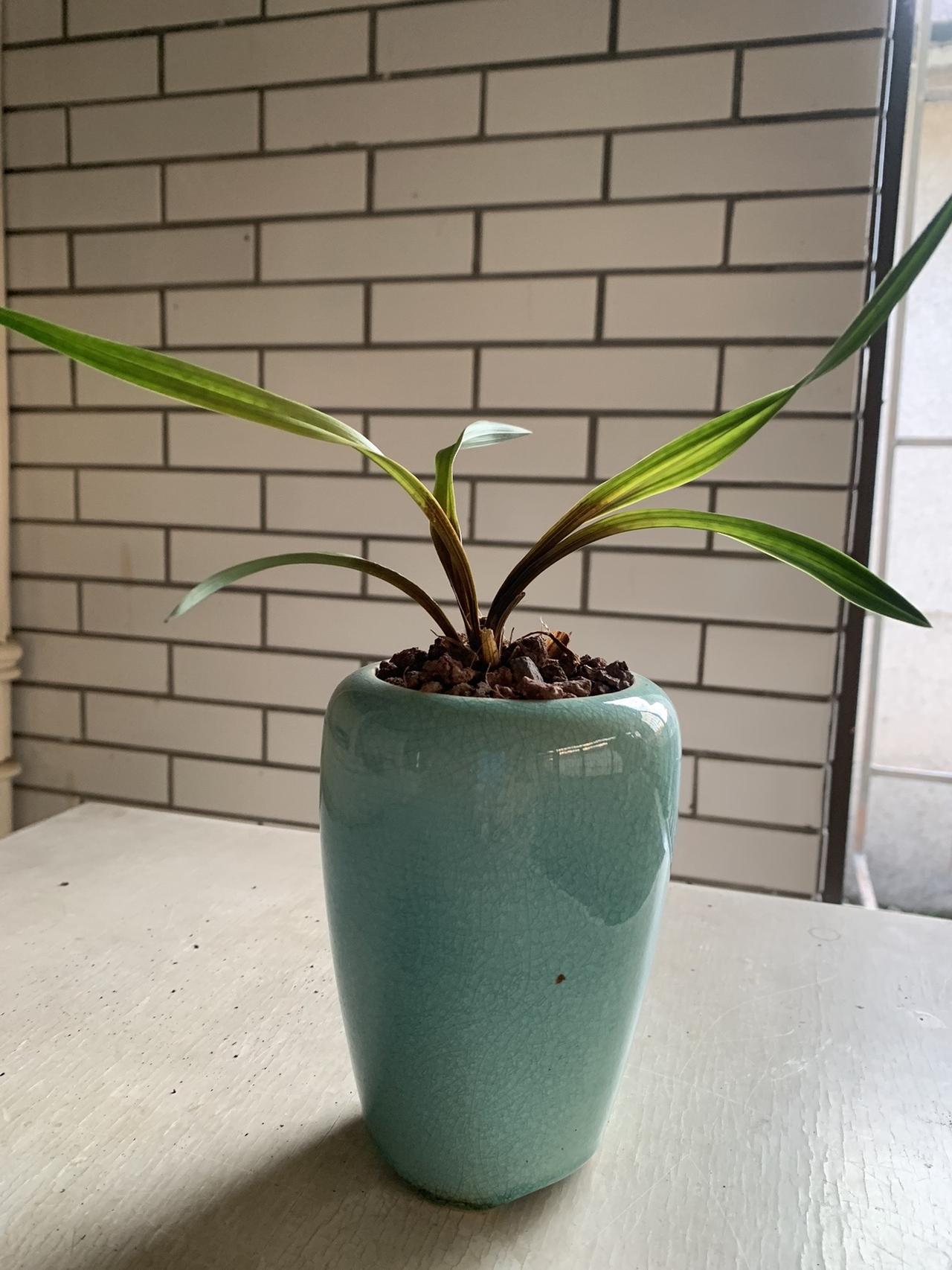 烂根，一棵一棵烂，三棵都烂完了，这家兰花不推荐不推荐不推荐。上热搜 兰花 绿植盆