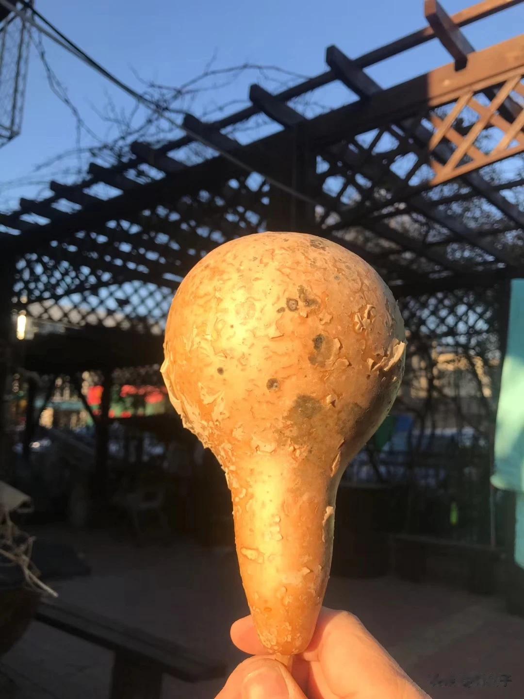 葫芦到瓢，很多年轻人不能见过的艺术，#疫情下的人生百态# 葫芦就像一个家庭，分开