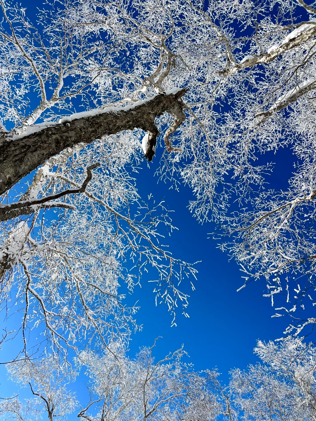 18张live图❄️感受呼伦贝尔的绝美冬天