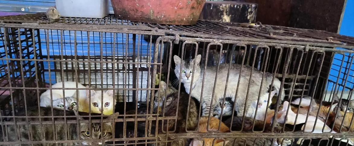 福建一市场现宰活猫售卖，背后隐藏着哪些安全隐患？
福建上杭县城东市场内近日出现了