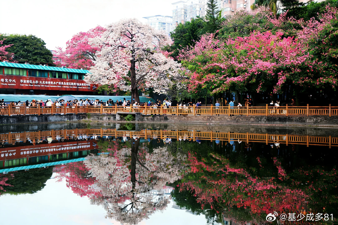 ETF大赛基金股票 网友拍的广州异木棉，很漂亮 