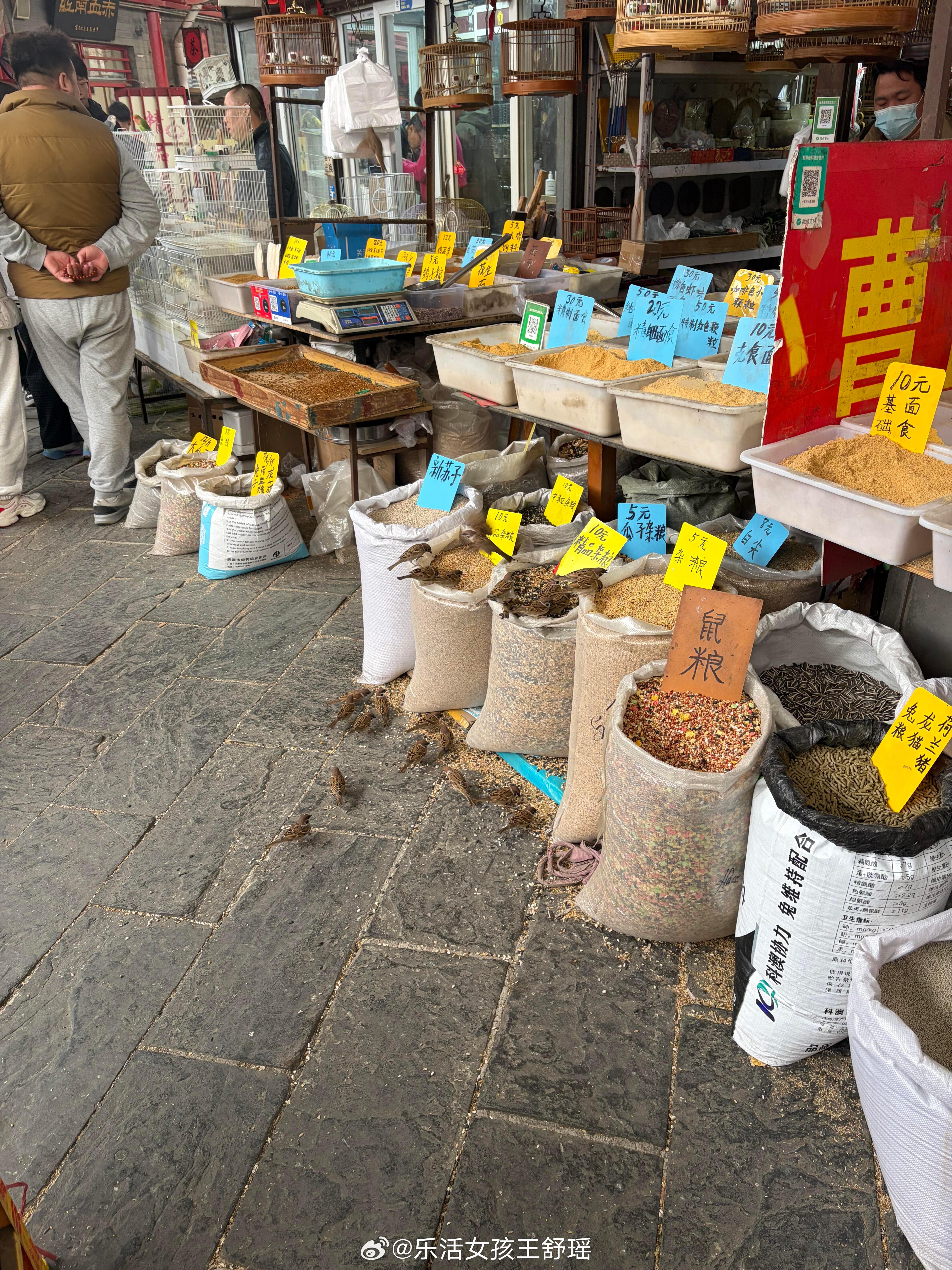 当鸟粮店老板摊上野生顾客也是碰上硬茬儿了这是真正的只吃不买春风里派对