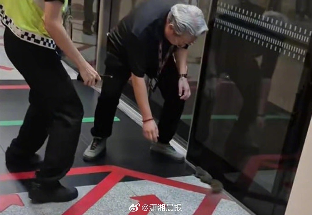 【#松鼠在新加坡地铁迷路员工合力抓住#】是迷路？还是想要搭地铁？一只松鼠出现在新