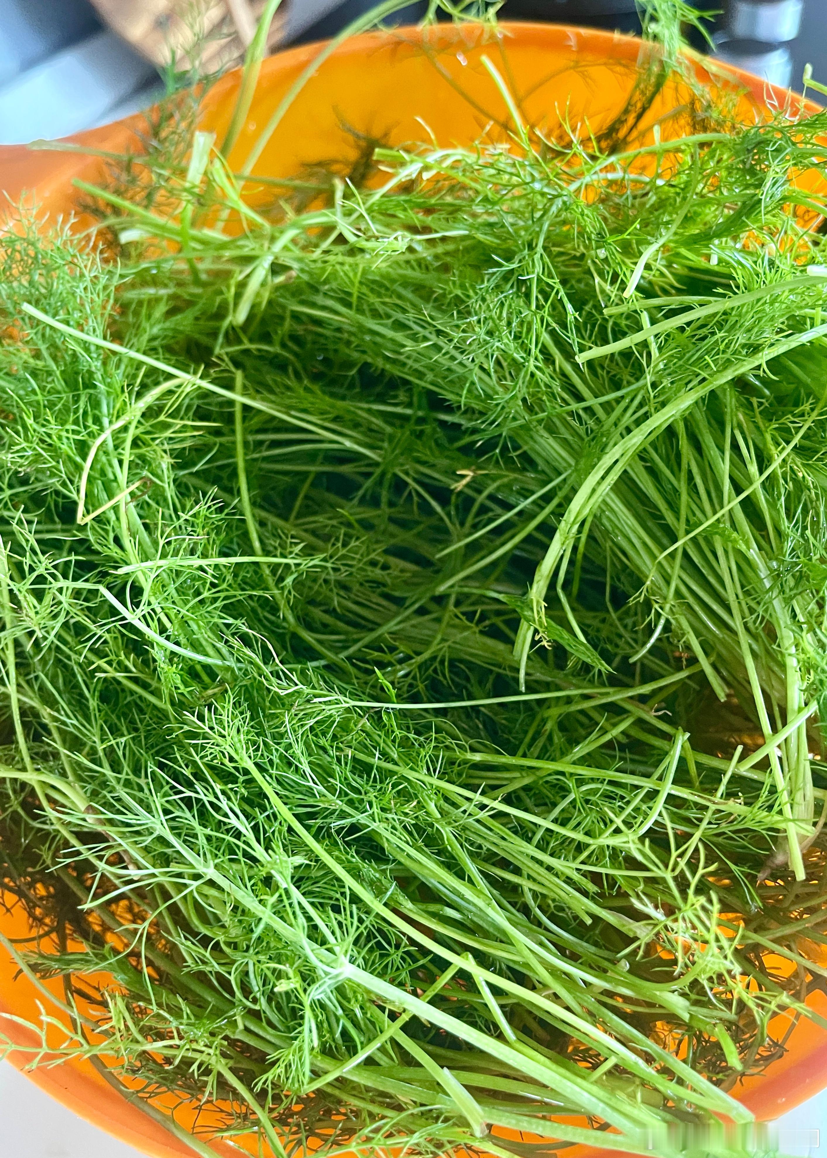 清晨从菜地割下栽种的一小席茴香苗，洗净沥干，调上五花肉，和好面，做茴香苗菜盒子，