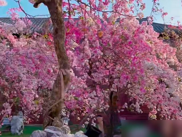 海南一小镇上的花因“开花太仙”走红，美得像人间仙境，好治愈
漳红樱这种三角梅真是
