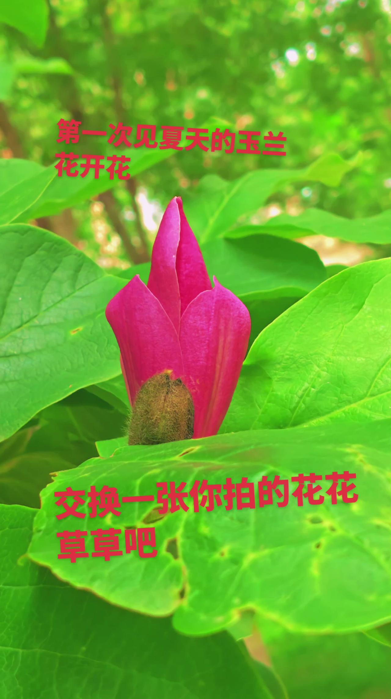 晒晒你拍的花吧 创作者中心 创作灵感 交换一张你拍的花花草草吧
