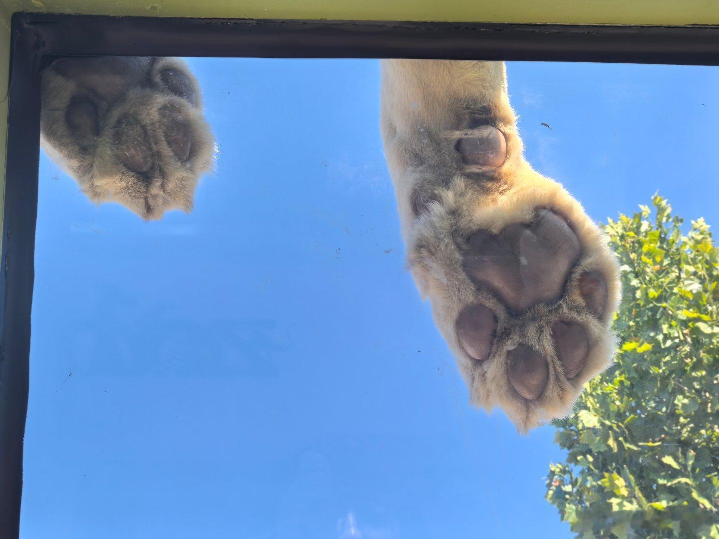 #好客山东欢迎你# [送花花]山东旅游野生推广大使菌菌上线[老师好] 山东车牌歌