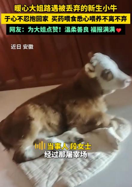 太有灵性了！5月5日报道，安徽一卖馒头的大姐，路过一家屠宰场时，撞见一头新生小牛