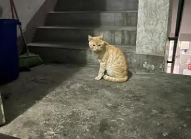 好心做错事！大爷好心收养无家可归的流浪猫，没成想流浪猫却将他人咬伤，大爷被索赔两