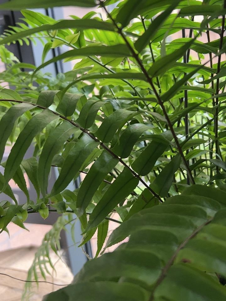 老南瓜与什么食材搭配才是绝配老南瓜和小米是绝配，南瓜小米粥非常好吃，还很养胃，快