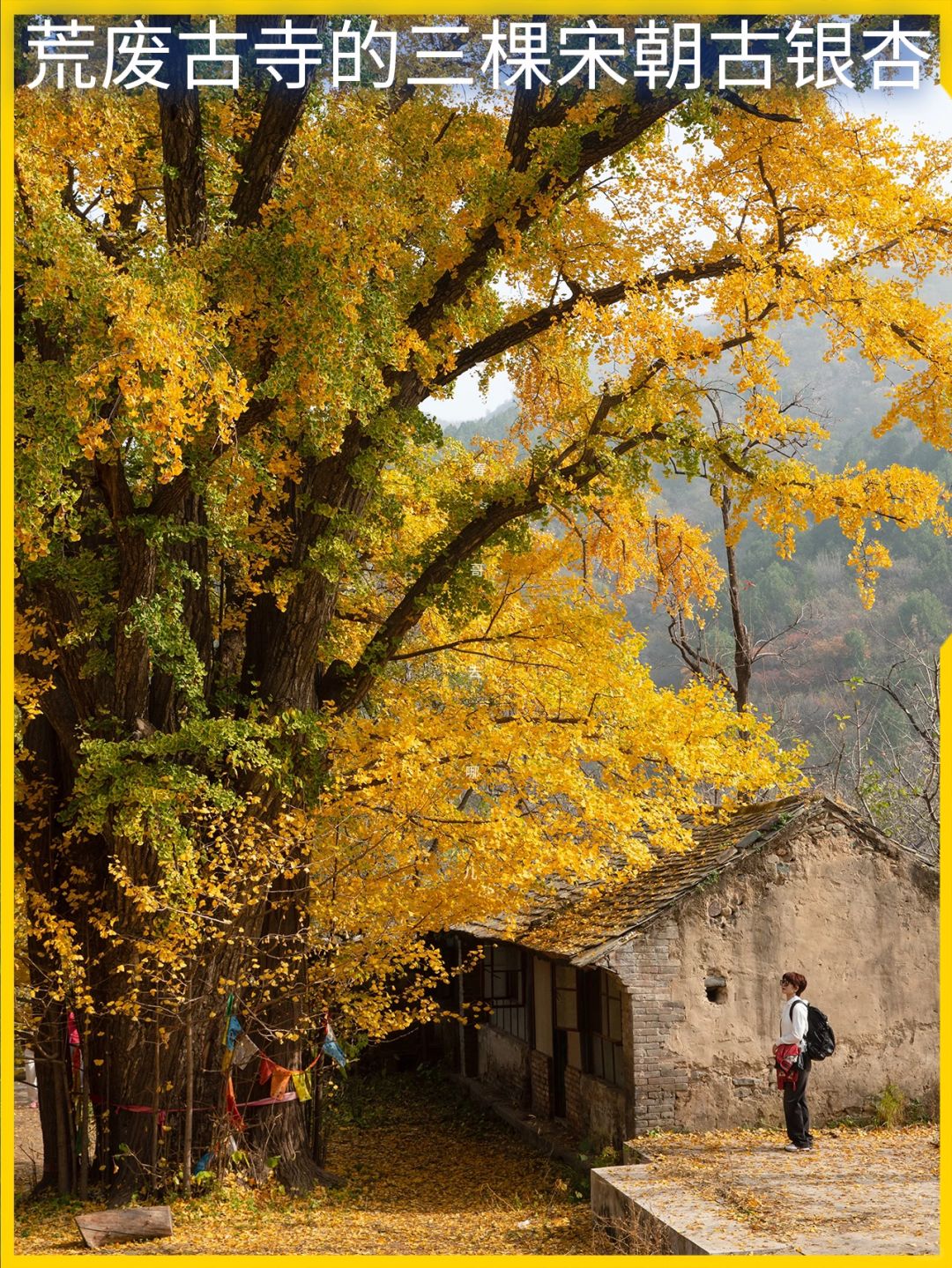 京郊最野千年古银杏，11.2门头沟广化寺实拍