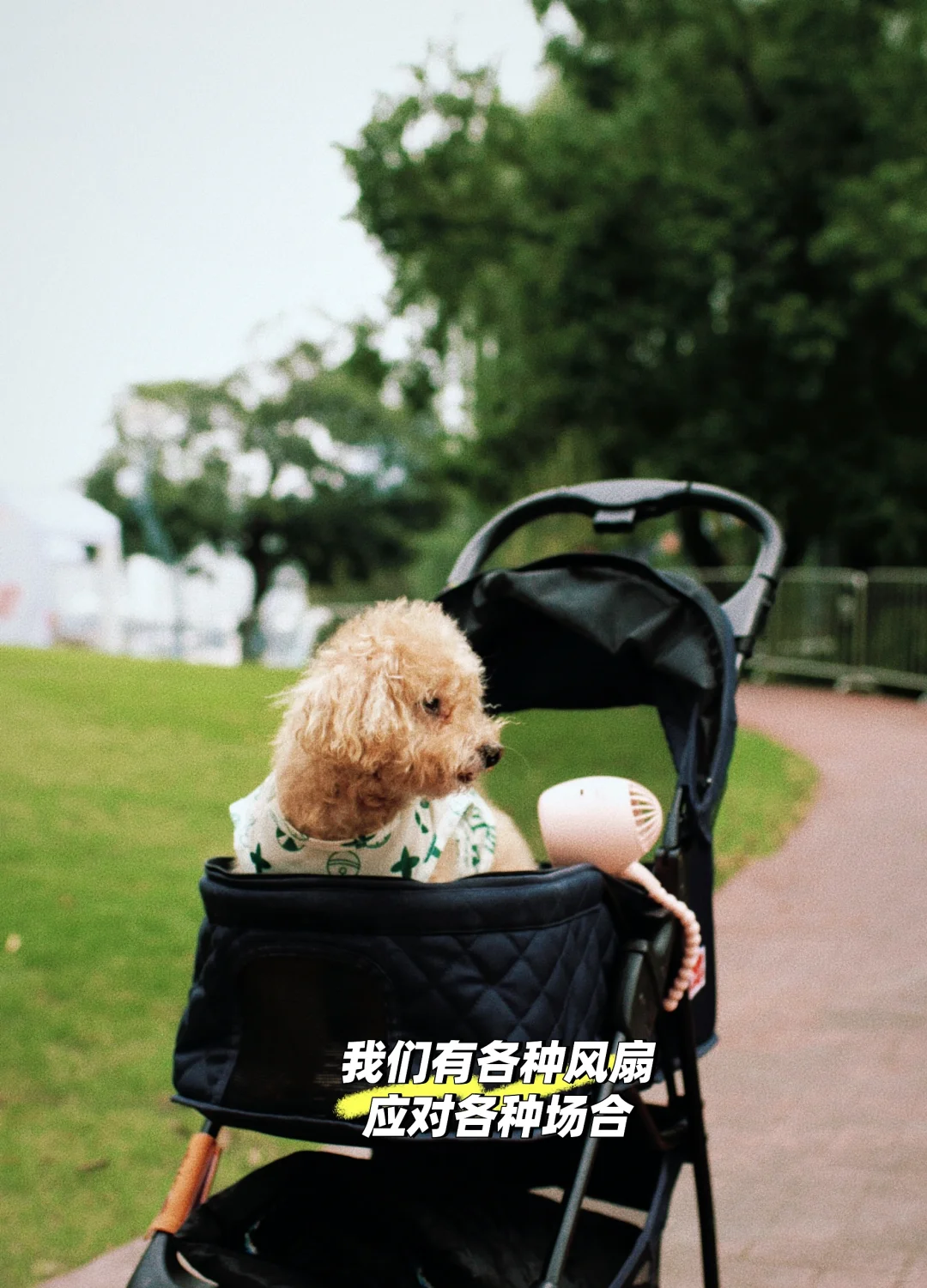 16+老小狗心衰C期作战一年记📝