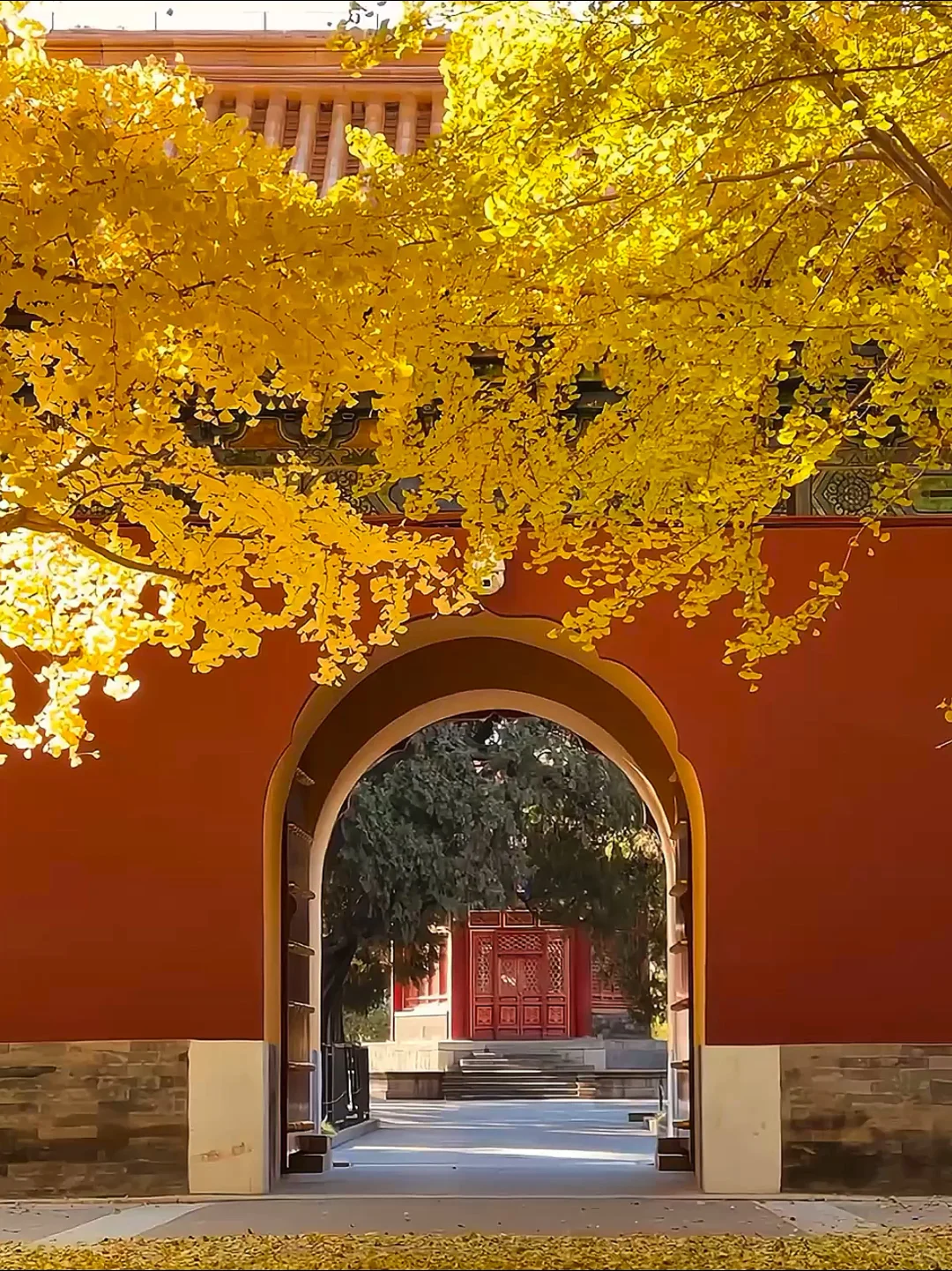 18张live图）感受北京！会动的秋天🍁🍁