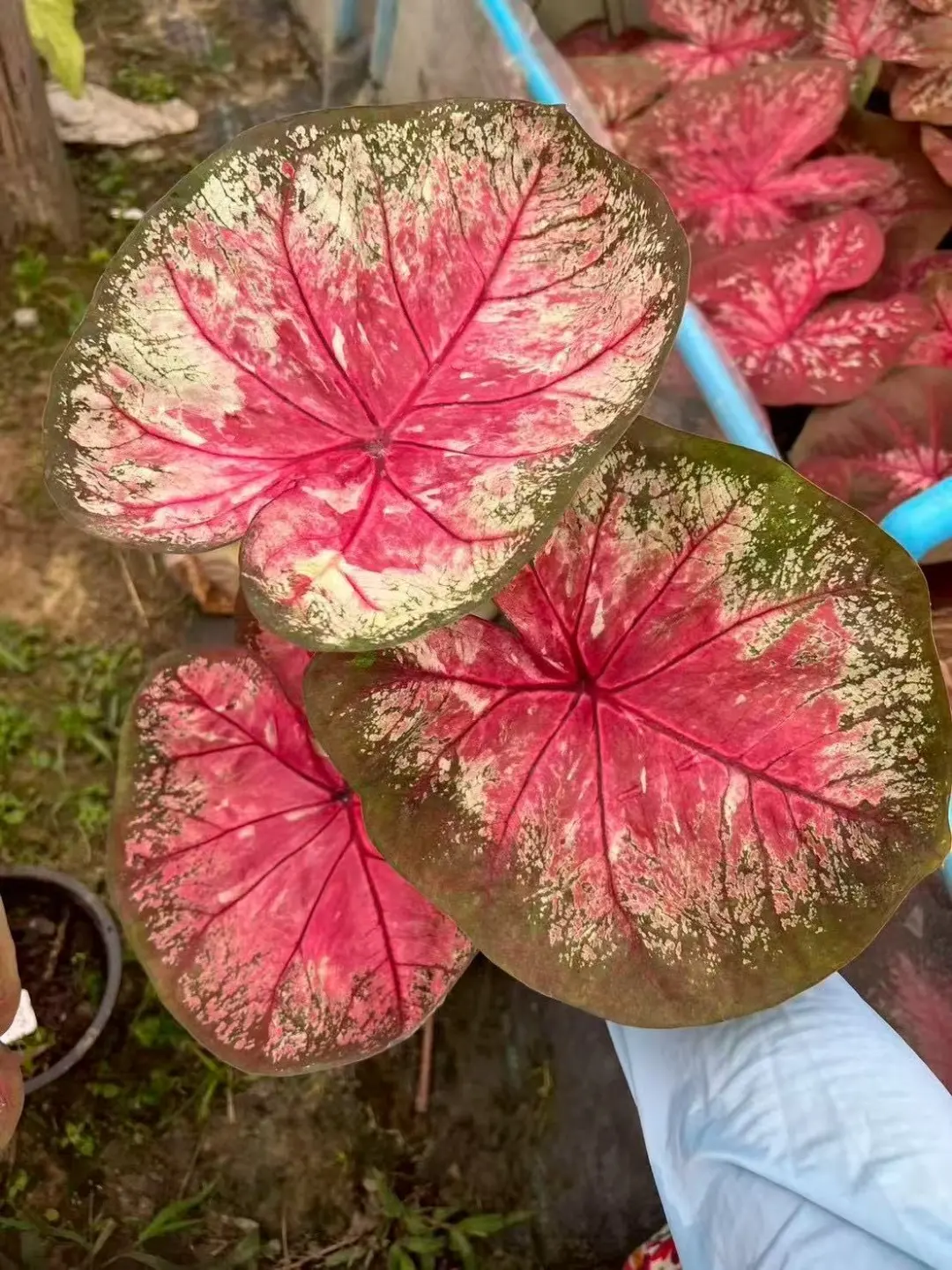 星海，这种美瞳还是忍不住手啊！